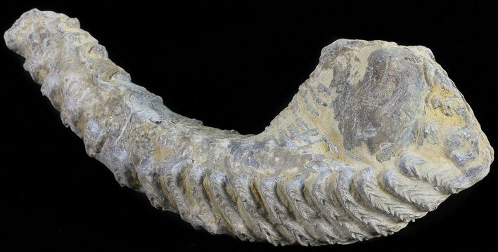 Cretaceous Fossil Oyster (Rastellum) - Madagascar #54485